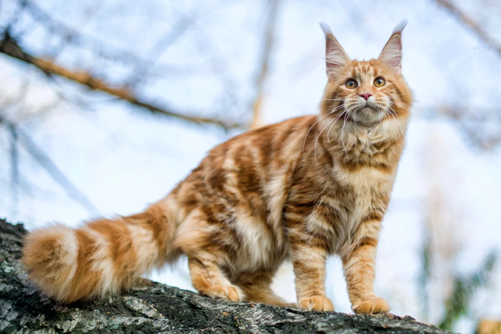 quiz animali: gatto Maine Coon