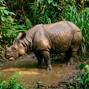 animali piu rari : Rinoceronte di Giava