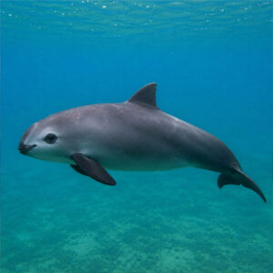 animali piu rari del mondo : Vaquita