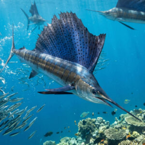 animali piu veloci : Pesce Vela