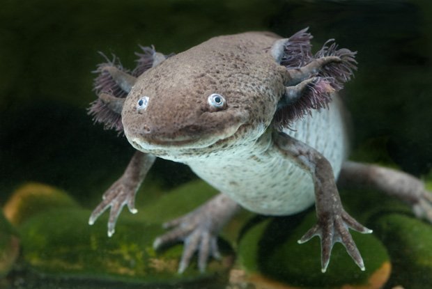 quiz animali: axolotl rosa in acqua