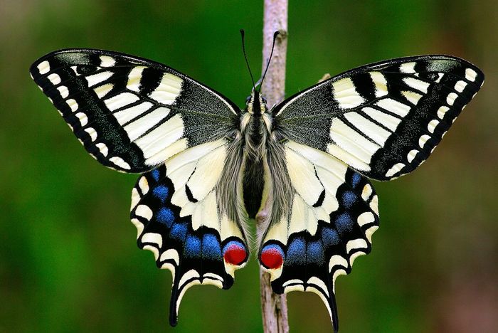 quiz su animali: farfalla macaone su fiore
