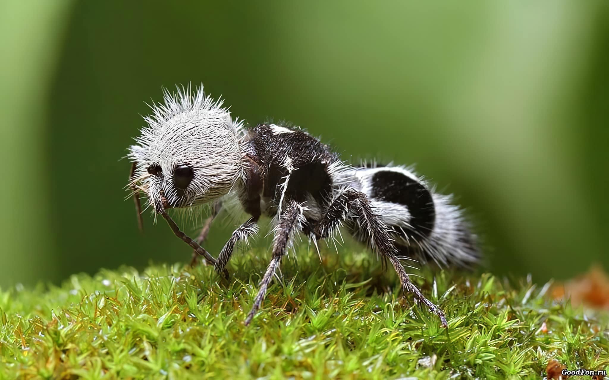 quiz su animali: formica panda pelosa