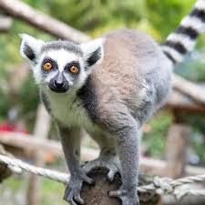 quiz sugli animali: lemure catta del madagascar
