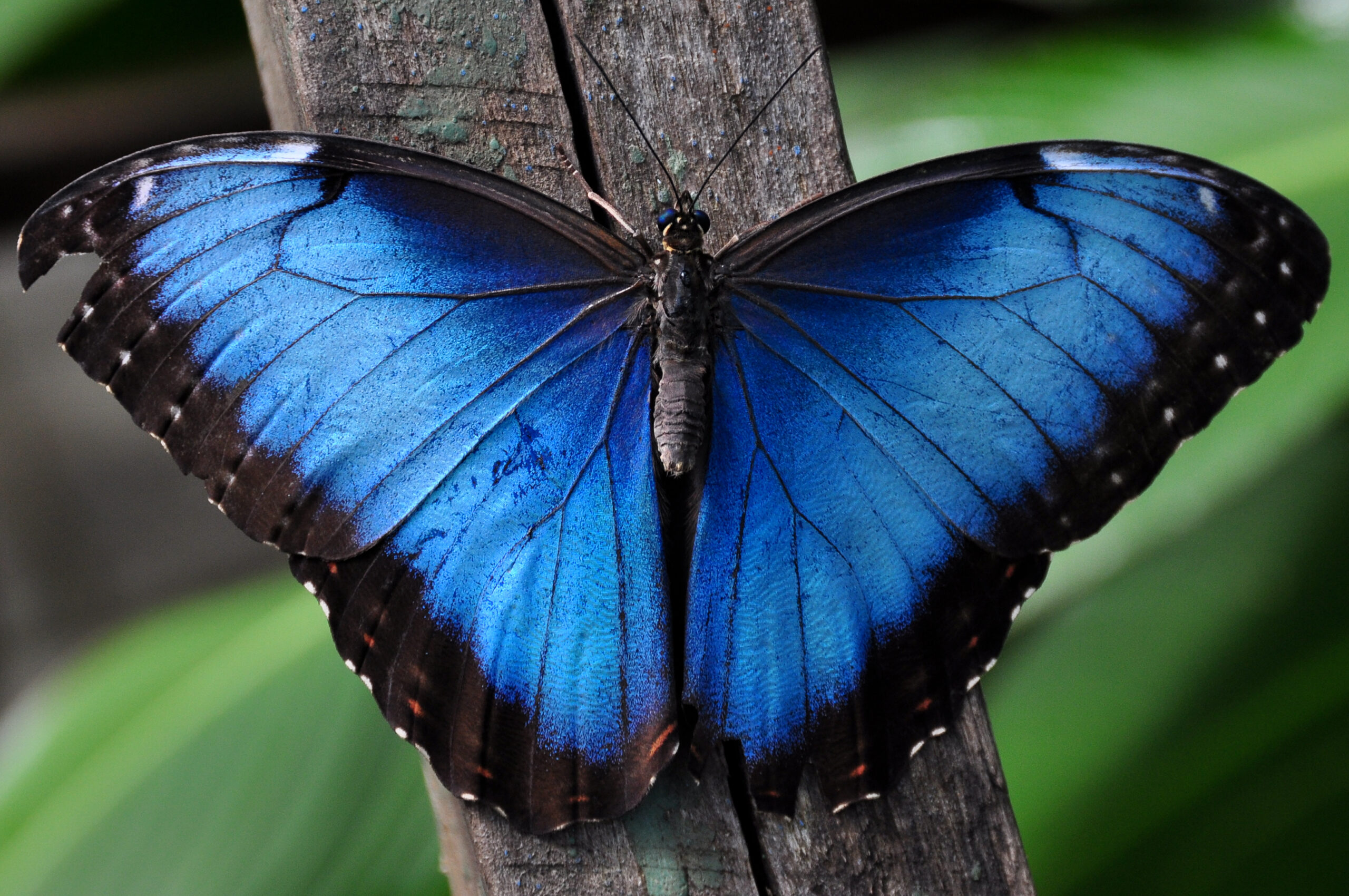 quiz degli animali: farfalla morfo blu tropicale