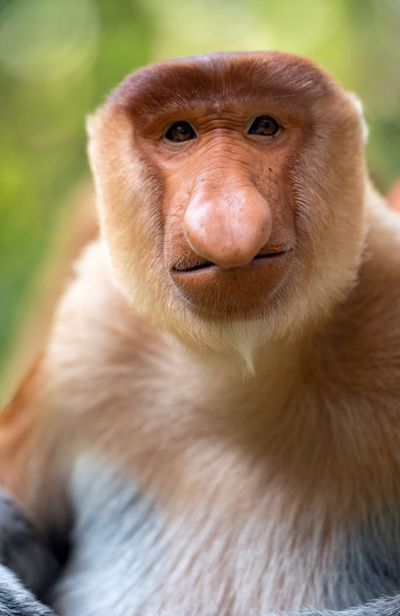 quiz degli animali: scimmia nasica del borneo