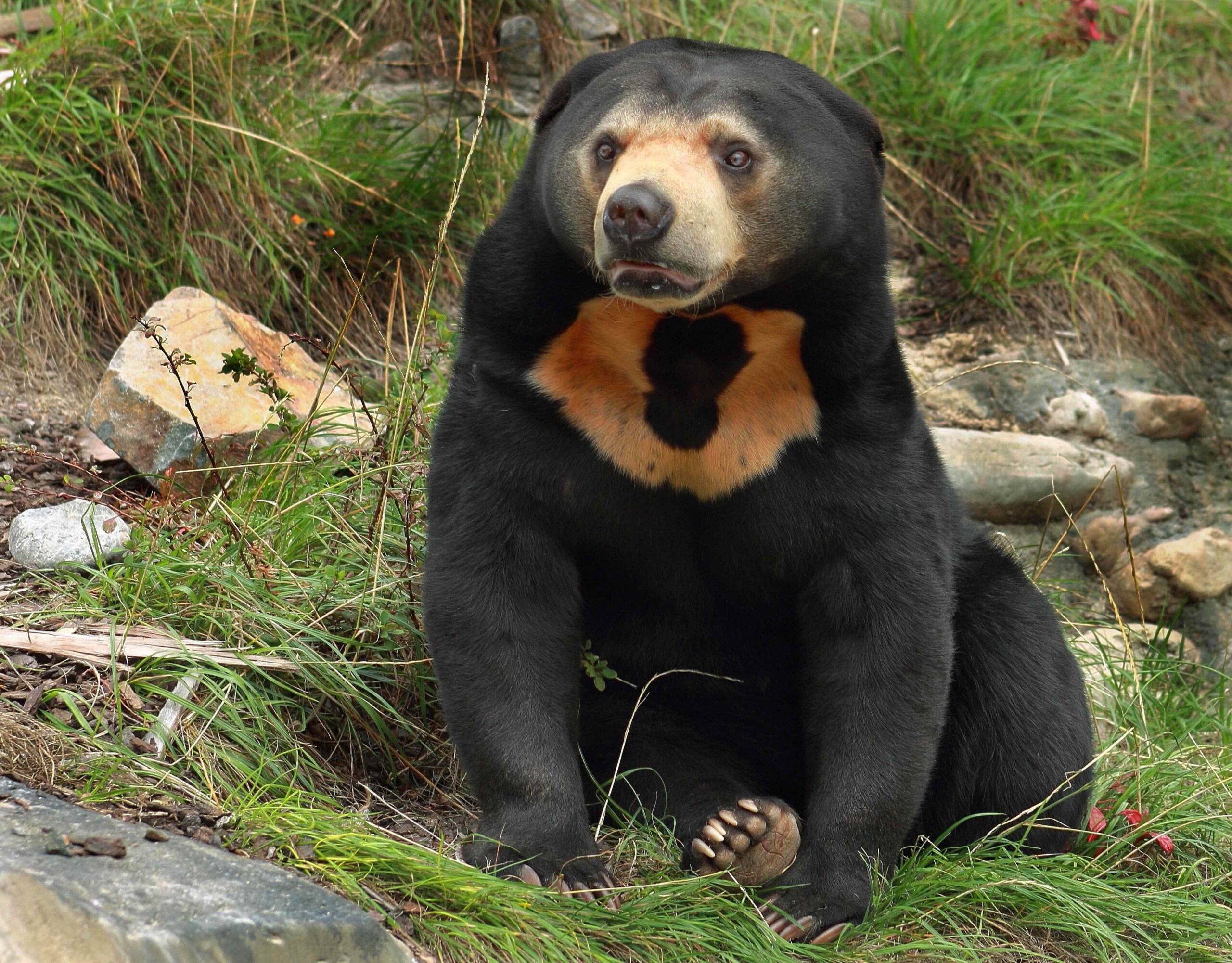 quiz animali: orso malese detto del sole