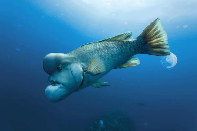 quiz animali: pesce pecora con denti umani