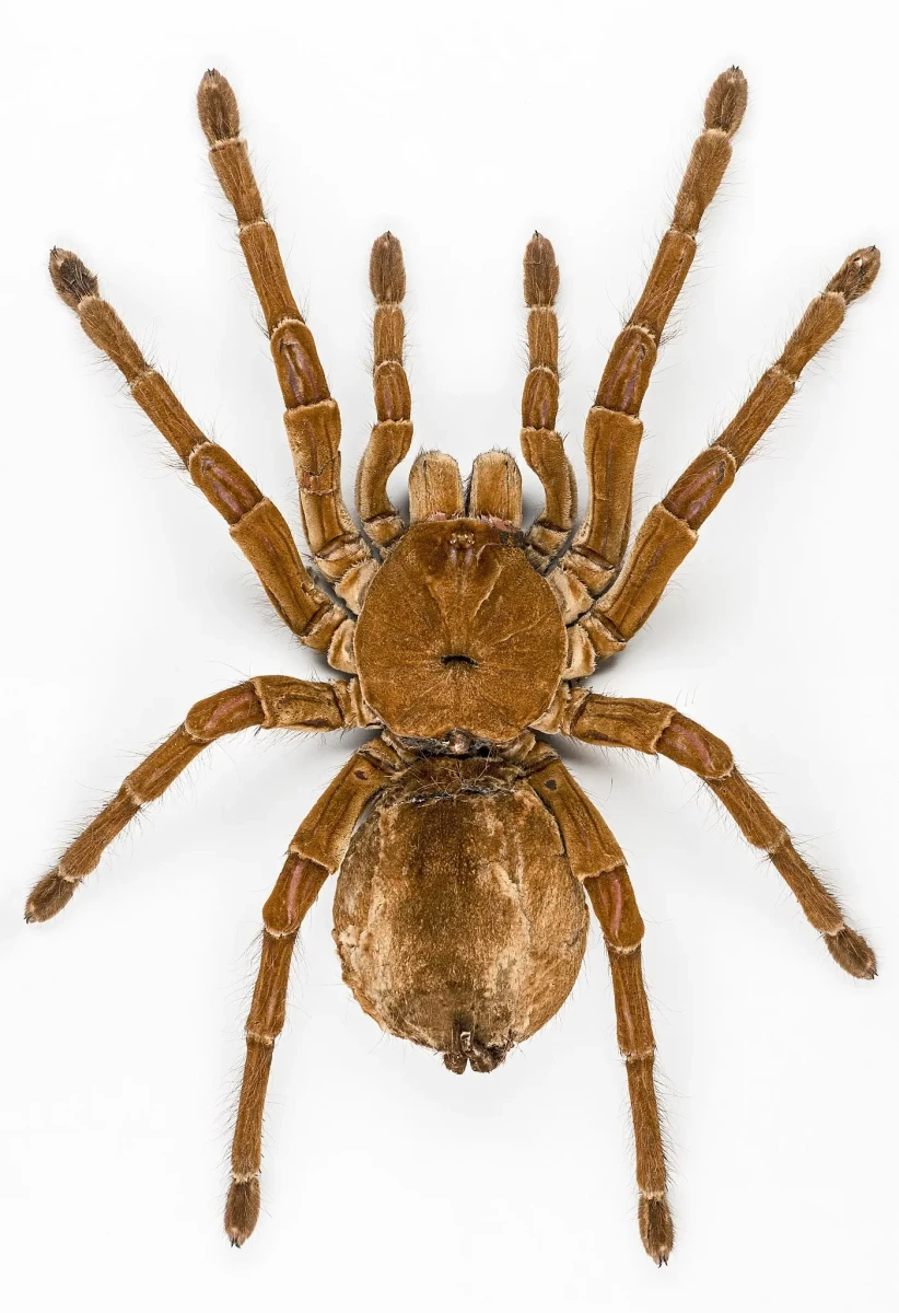 quiz su animali: ragno theraphosa blondi golia
