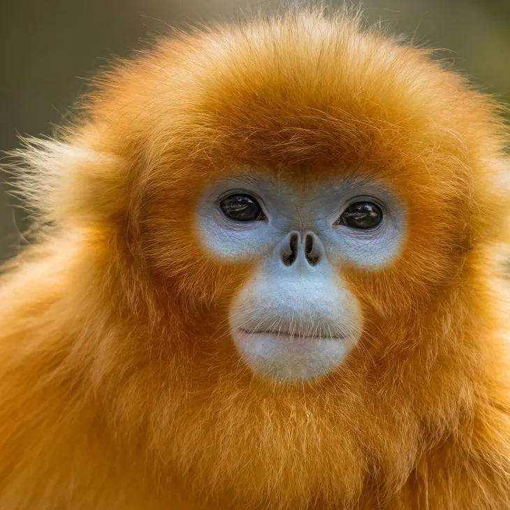 quiz sugli animali: rinopiteco dorato cinese