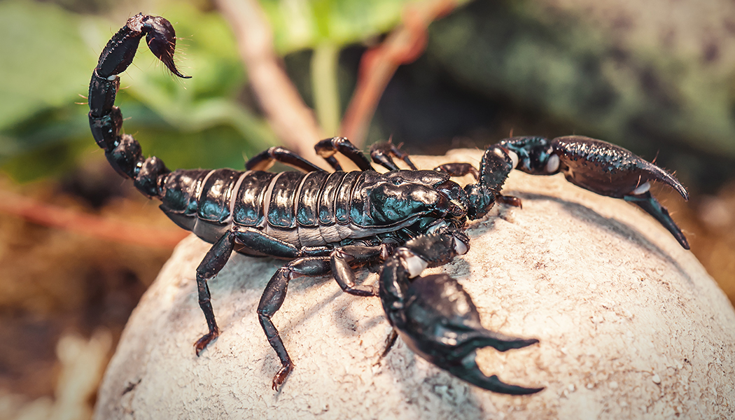 quiz sugli animali: scorpione imperatore nero