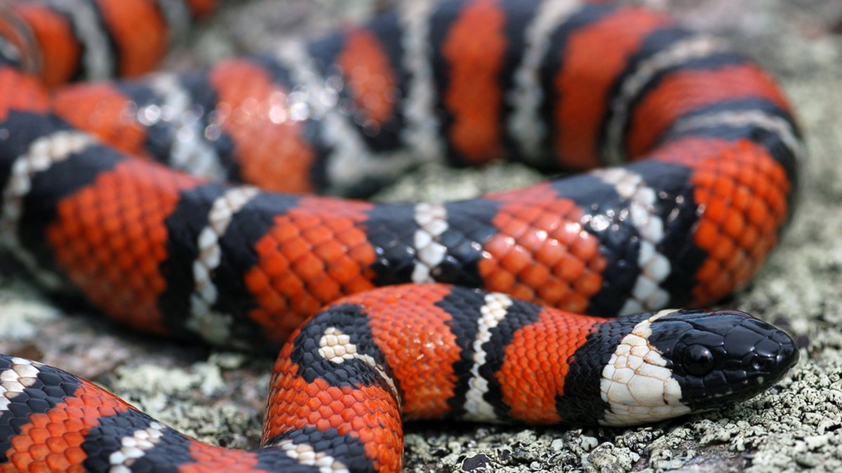quiz sugli animali: serpente corallo velenoso