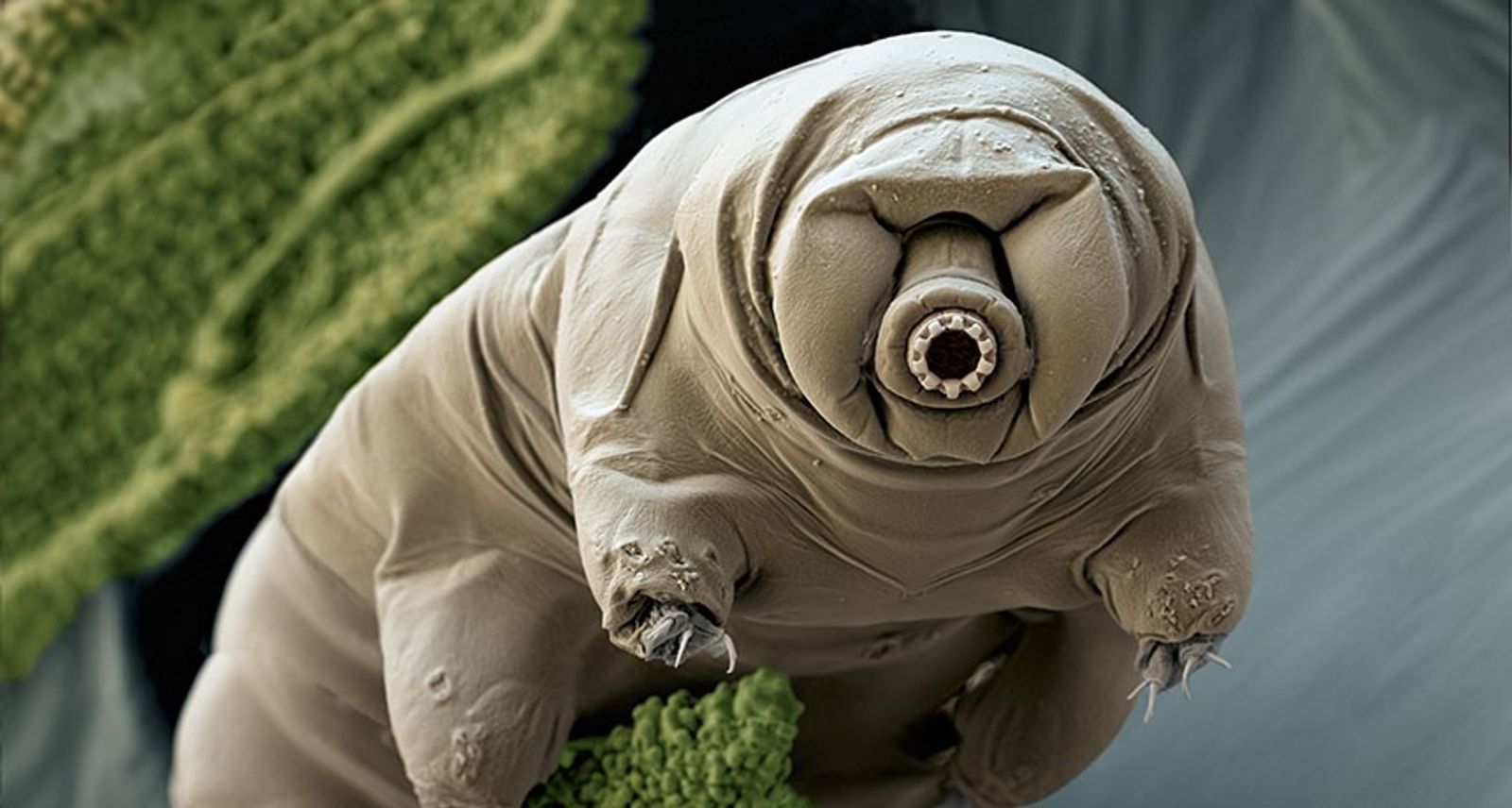quiz su animali: tardigrado al microscopio