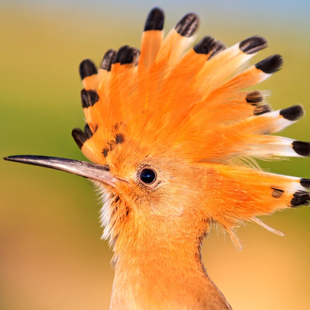 quiz su animali: uccello upupa con cresta