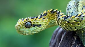quiz animali: vipera dei cespugli squamata