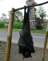 quiz degli animali: volpe volante pipistrello gigante